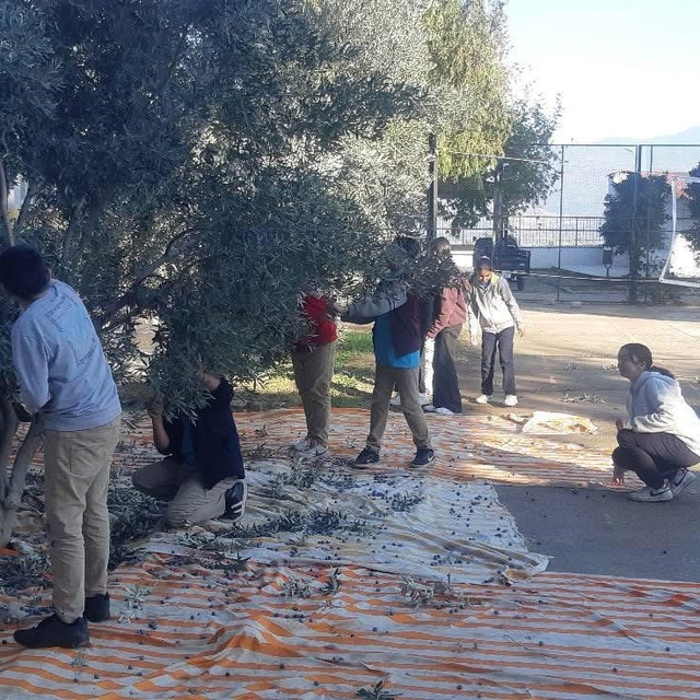 Bozdoğan'da öğrenciler zeytin hasadı yaptı