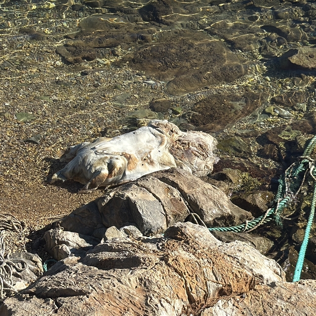 Bodrum sahiline vuran caretta caretta vinçle kaldırıldı
