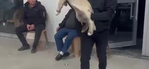 Damadın arkadaşı düğün hediyesi olarak 100 bin liralık köpek hediye etti