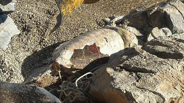 Bodrum'da ölü caretta caretta kıyıya vurdu