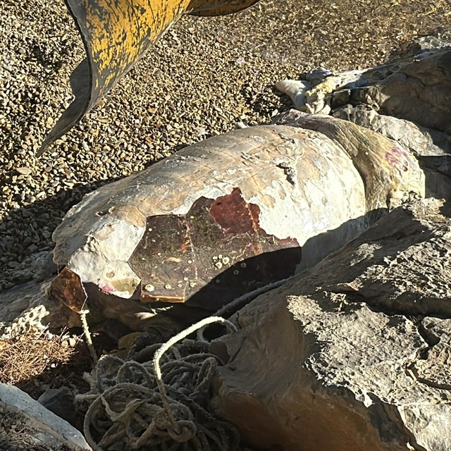 Bodrum'da ölü caretta caretta kıyıya vurdu