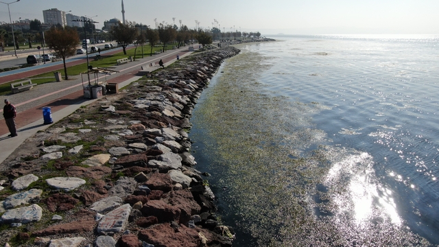 İzmir sahilinde 'yeşil' istila
İzmir'de Bostanlı sahili deniz marullarıyla kaplandı