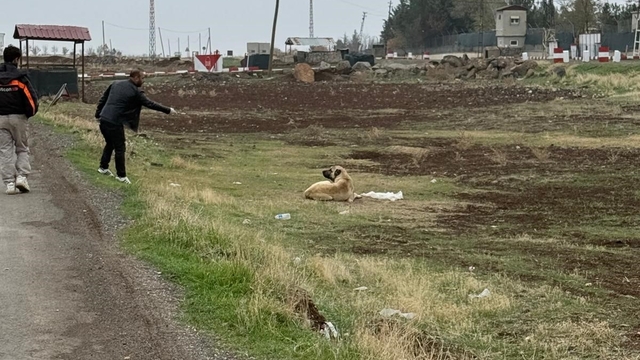 Diyarbakır'da sokak hayvanlarına kuduz aşısı uygulandı