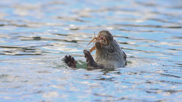 Karabük'te nesli tehlike altında olan su samuru görüntülendi