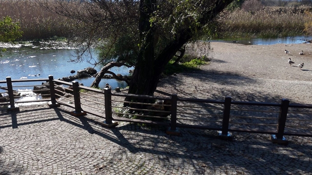 Akyaka Kadın Azmağında doğal dokuyu koruyan çalışma tamamlandı