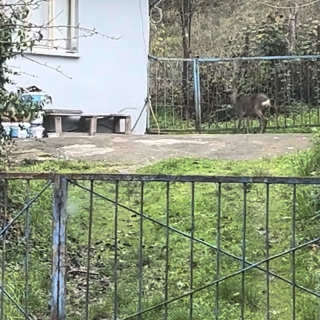 Öğrenci servisinin önünden gidip, korkuluklardan atlayan karaca kamerada