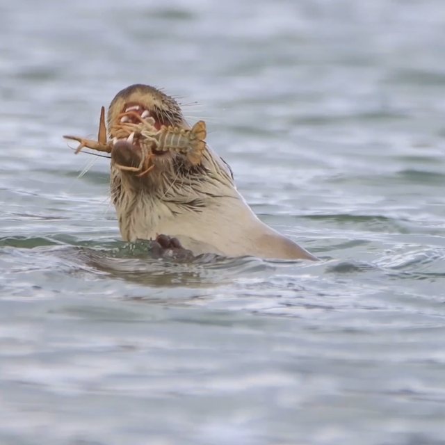 Su samuru, Bostancılar Göleti'nde görüntülendi