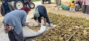 Hasadı tamalanan tütünler satış için hazırlanıyor
Buldan'da hasadı yapılan tütünler, üreticiler tarafından basılmaya başlanıldı