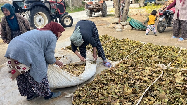 Hasadı tamalanan tütünler satış için hazırlanıyor
Buldan'da hasadı yapılan tütünler, üreticiler tarafından basılmaya başlanıldı