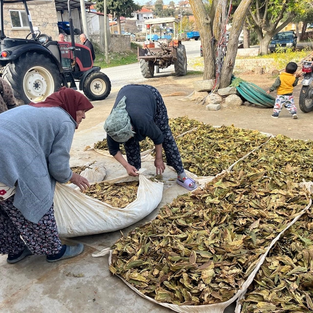 Hasadı tamalanan tütünler satış için hazırlanıyor
Buldan'da hasadı yapılan...