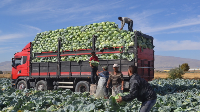 Türkiye'nin beyaz lahana üretiminin yüzde 20'si Niğde'den