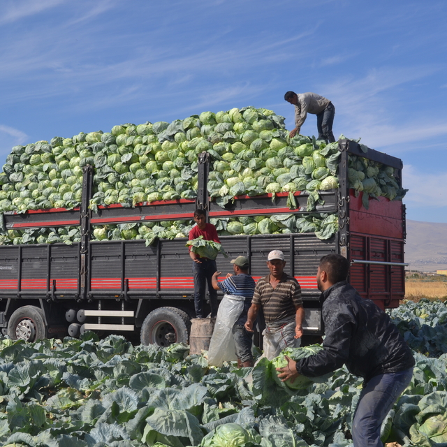 Türkiye'nin beyaz lahana üretiminin yüzde 20'si Niğde'den