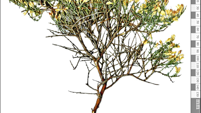 Toroslar'da yeni bitki türü keşfi; adı 'Ermenek borcağı' oldu