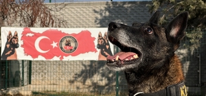 Uyuşturucu tacirlerinin ‘Bulamazlar' dedikleri zulaları burunları ile patlatıyorlar
Konya merkezli bir çok uyuşturucu operasyonunda rol alan hassas burunlu köpekler ekibe büyük katkı sağlıyor