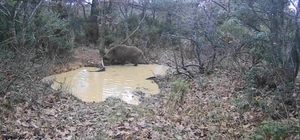 Tekirdağ’da domuz sürüsü görüntülendi