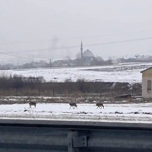 Aç kalan kurt sürüsü şehir merkezine indi