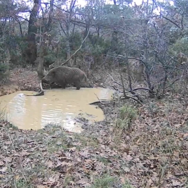 Tekirdağ'da domuz sürüsü görüntülendi