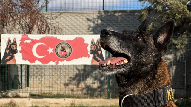 Uyuşturucu tacirlerinin 'Bulamazlar' dedikleri zulaları burunları ile patlatıyorlar
Konya merkezli bir çok uyuşturucu operasyonunda rol alan hassas burunlu köpekler ekibe büyük katkı sağlıyor