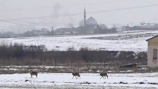 Aç kalan kurt sürüsü şehir merkezine indi