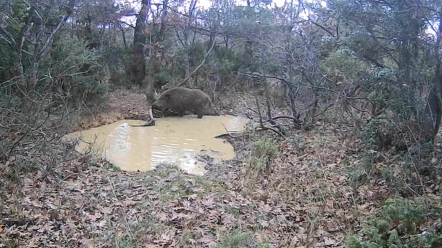 Tekirdağ'da domuz sürüsü görüntülendi