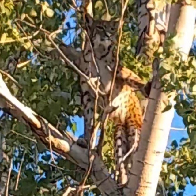 Prof. Dr. Sözen: Ağaçtaki Anadolu Parsı değil, vaşak