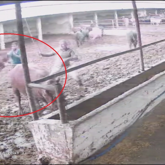 Besiciye boğa saldırdı; o anlar kamerada