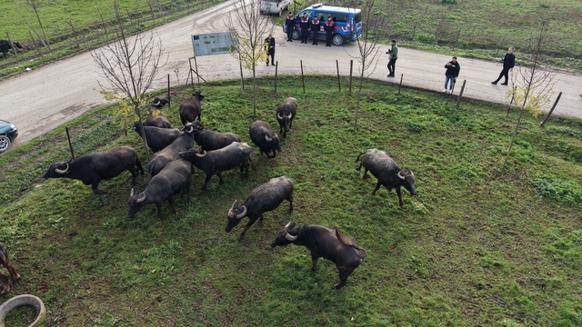 Düzce'de manda yetiştiriciliğine güçlü destek