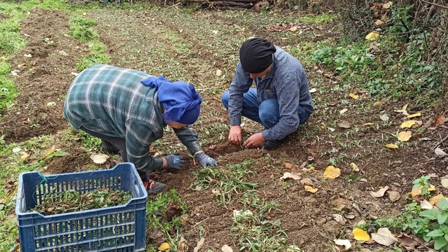 Devrek'te salep fidelerinin dikimine başlandı