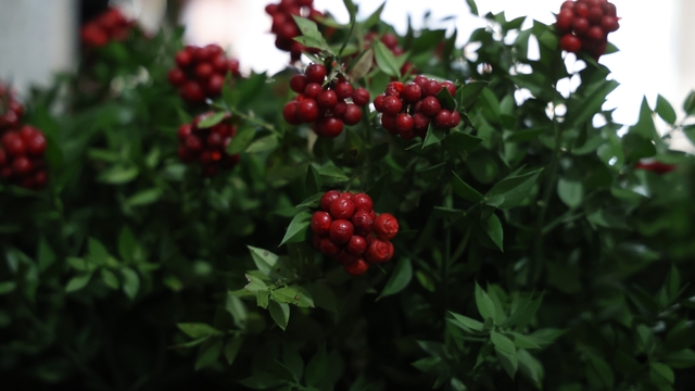 Kırşehir'de aralık ayının en çok tercih edilen çiçeği kokina oldu