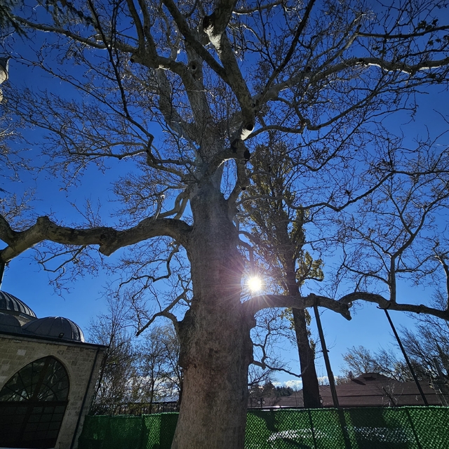 Harput'un 3 asırlık çınarı yıllara meydan okuyor
