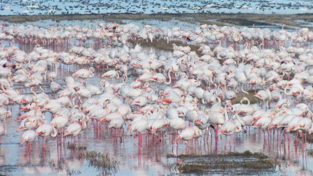 Edirne'de göçmen kuşlar çeltik tarlalarında yiyecek arıyor