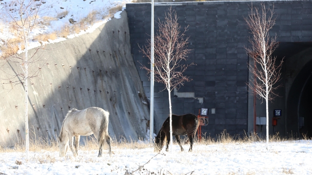 Ardahan'da Aşık Şenlik Tüneli'nde yılkı atları görüntülendi