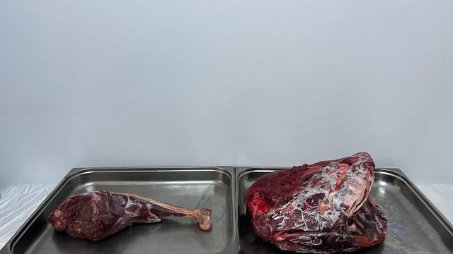 Karaman'da yaban keçisi avlayan şahıslara 954 bin 208 lira ceza