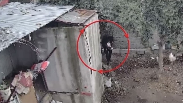 Osmaniye'de kümeslerden tavuk çalan şüpheli tutuklandı; hırsızlık anı kamerada