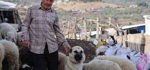 Şap karantinası meraları boşalttı
