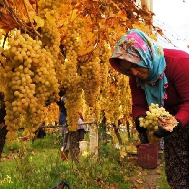 Üzüm hasadında sona yaklaşıldı