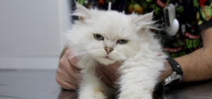 Kedide dünyada görülmemiş anomali: Başarılı operasyonla sağlığına kavuştu
Veteriner Hekim Metin Betin, "Literatürlere baktığımızda böyle bir anomaliye rastlamadım. Türkiye'de ve dünyada ilk vaka diyebiliriz"