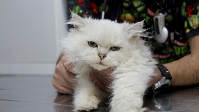 Kedide dünyada görülmemiş anomali: Başarılı operasyonla sağlığına kavuştu
Veteriner Hekim Metin Betin, "Literatürlere baktığımızda böyle bir anomaliye rastlamadım. Türkiye'de ve dünyada ilk vaka diyebiliriz"
