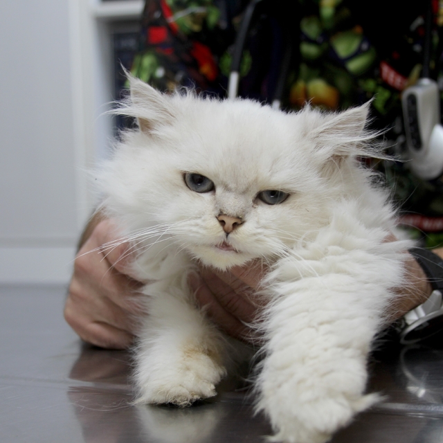 Kedide dünyada görülmemiş anomali: Başarılı operasyonla sağlığına kavuştu
V...