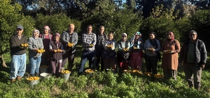 Bodrum mandalinası bahçede 15-20, manavlarda 100 liradan satılıyor