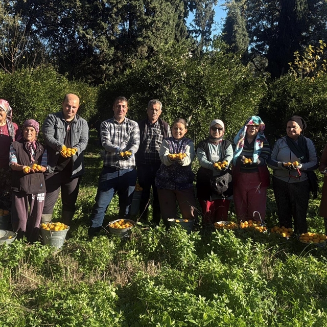 Bodrum mandalinası bahçede 15-20, manavlarda 100 liradan satılıyor
