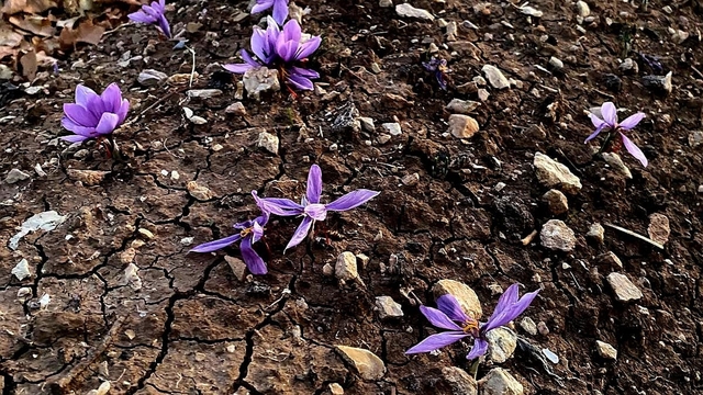 Siirt'te ilk safran üretimi