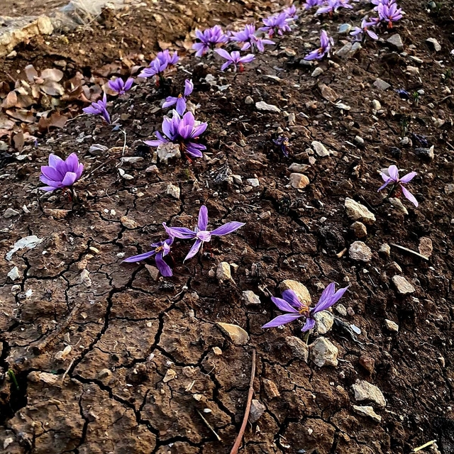 Siirt'te ilk safran üretimi