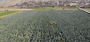 İzmir'in verimli tarım arazilerinde 'yeşil altın' hasadı
Brokoli fiyatı tarladan pazara üçe katlanıyor