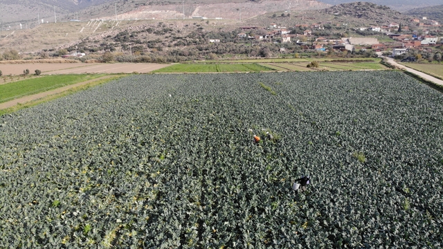 İzmir'in verimli tarım arazilerinde 'yeşil altın' hasadı
Brokoli fiyatı tarladan pazara üçe katlanıyor