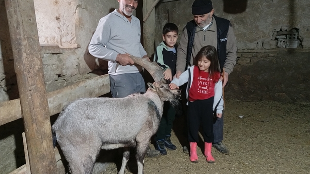 Yaralı halde buldukları dağ keçisine 'Garip' adını verdiler
Yaylada yaralı halde bulduğu dağ keçisine ahırını açtı