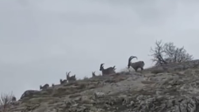 Elazığ'da yaban keçileri sürü halinde görüntülendi