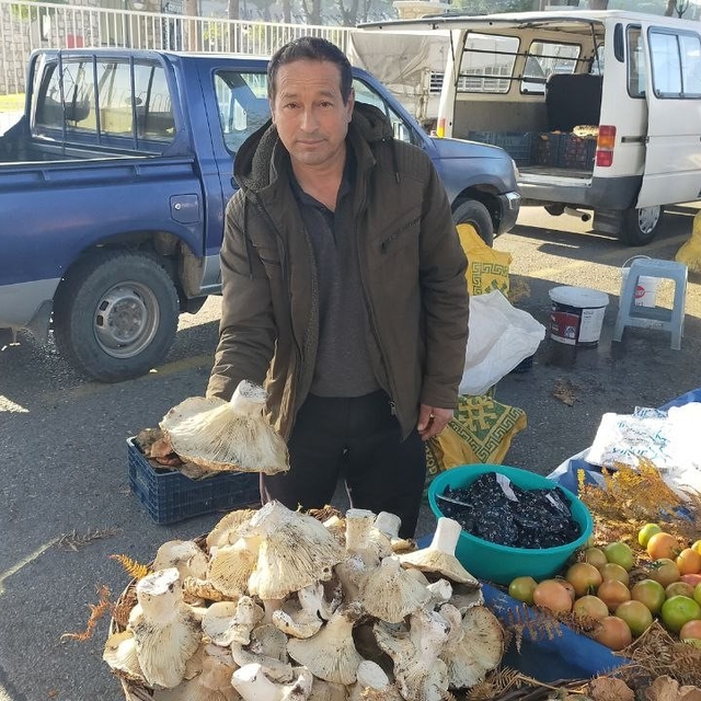 Aydın'daki dev mantarlar pazarda ilgi odağı oldu
Tanesi 400 ila 600 gram ar...