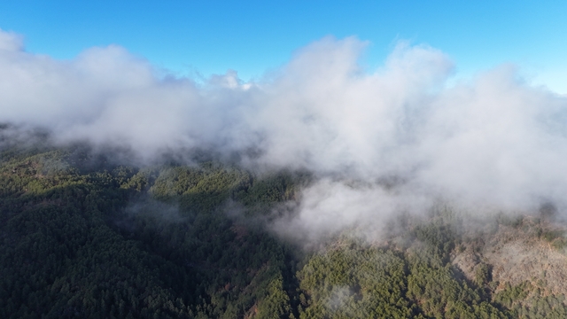 Kastamonu'da sis bulutları ve ormanların buluşması mest etti