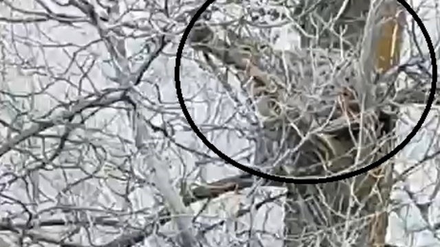 Nesli tehlike altında olan vaşak, ağaçta görüntülendi